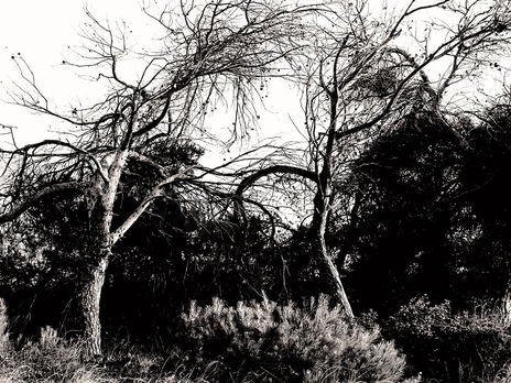 Arbol III