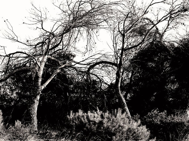 Arbol III