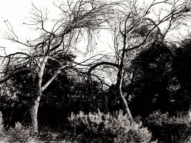 Arbol III Nature Black and White (Digital)