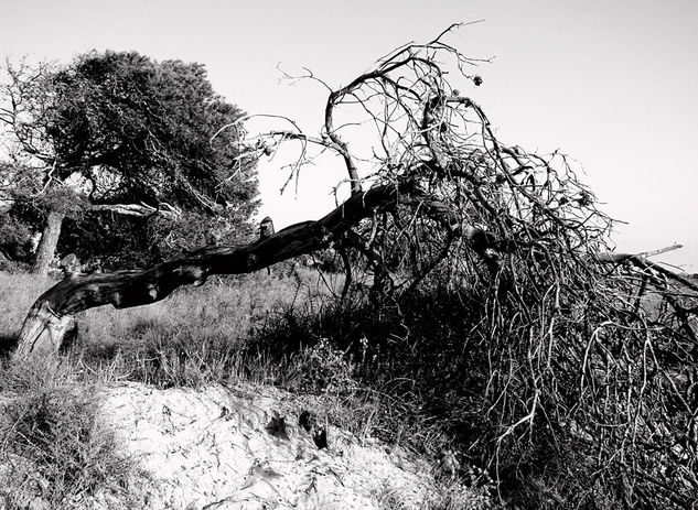 Arbol IV Nature Black and White (Digital)