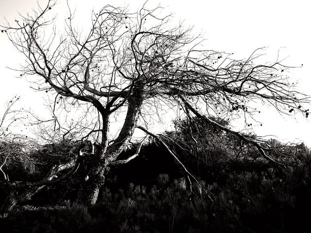 Arbol VI