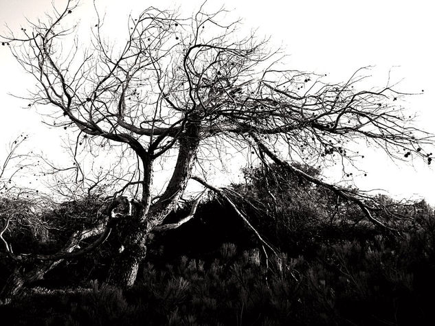 Arbol VI Nature Black and White (Digital)