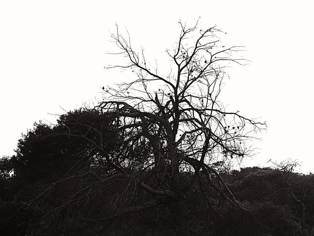 Arbol VIII Nature Black and White (Digital)