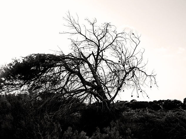 Arbol IX Nature Black and White (Digital)