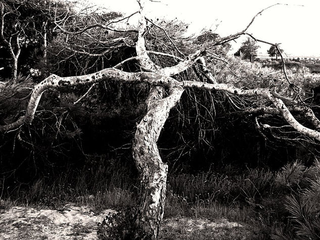 Arbol XI Nature Black and White (Digital)