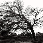 Colección Arboles Salinas de S. Pedro thumbnail 2