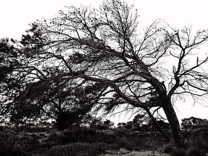 Arbol XII