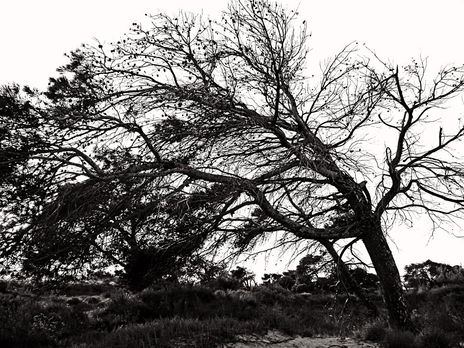 Arbol XII