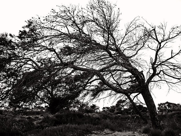 Arbol XII Naturaleza Blanco y Negro (Digital)