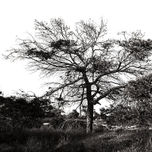 Colección Arboles Salinas de S. Pedro thumbnail 1