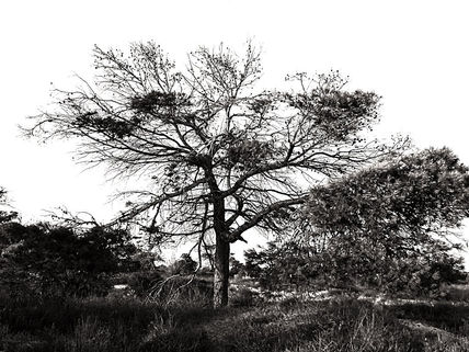 Arbol XIII