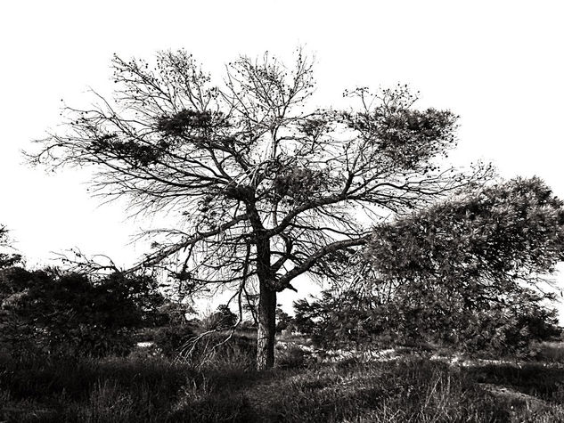 Arbol XIII Naturaleza Blanco y Negro (Digital)