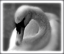 Cisne