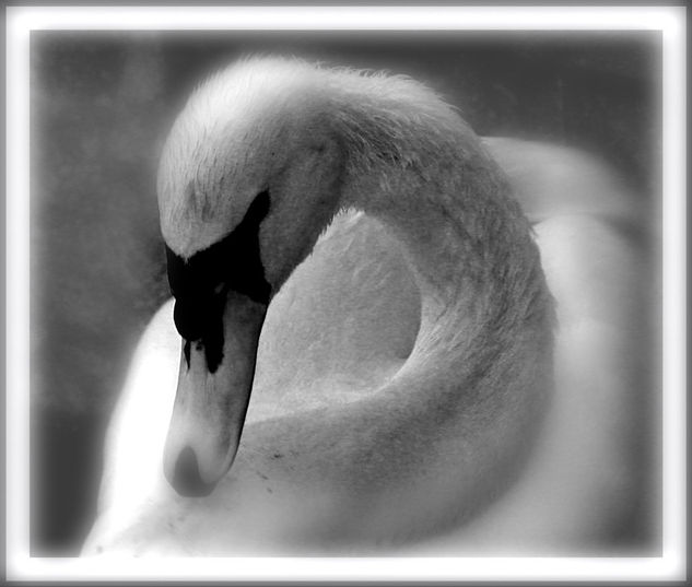 Cisne Other Themes Black and White (Digital)