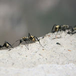Bichitos thumbnail 1