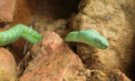 Reptiles
