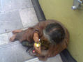 COMIENDO