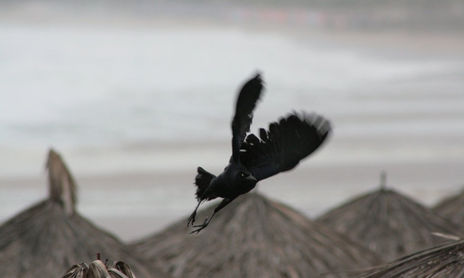 Aves