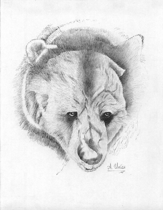 cabeza de oso
