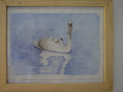 Cisnes