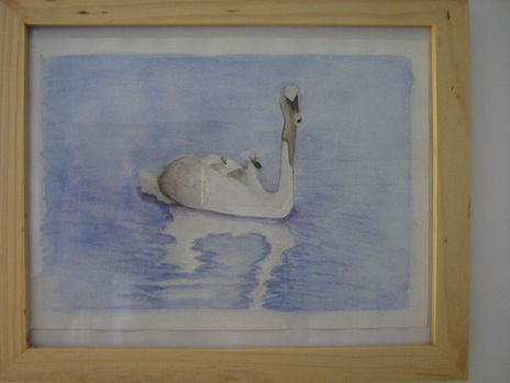 Cisnes