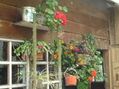 Vivienda Campesina