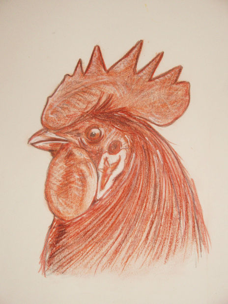 Gallo