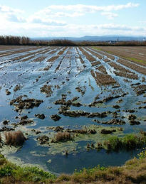 Más reflejos (iv)