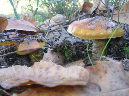 Camuflaje
