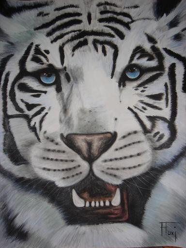 TIGRE ALBINO