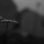 Nature thumbnail 1