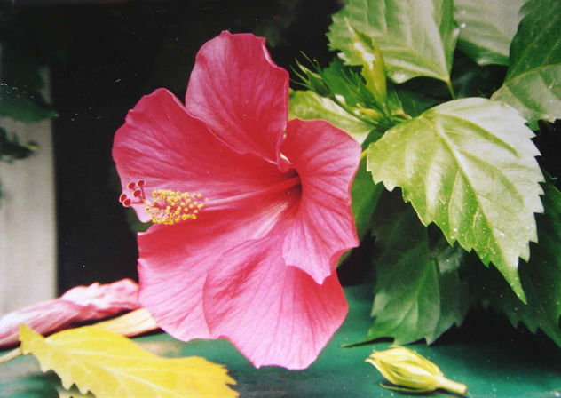ROSA CHINA
