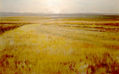 campo amarillo