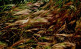 viento