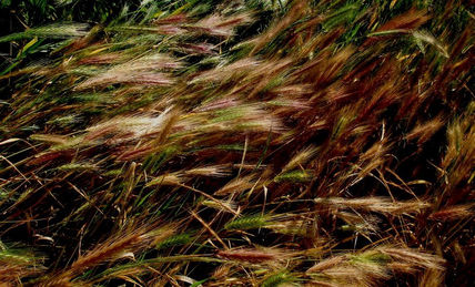 Viento