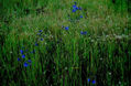 verde y azul