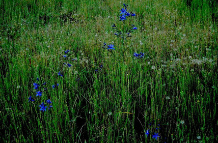 Verde y azul