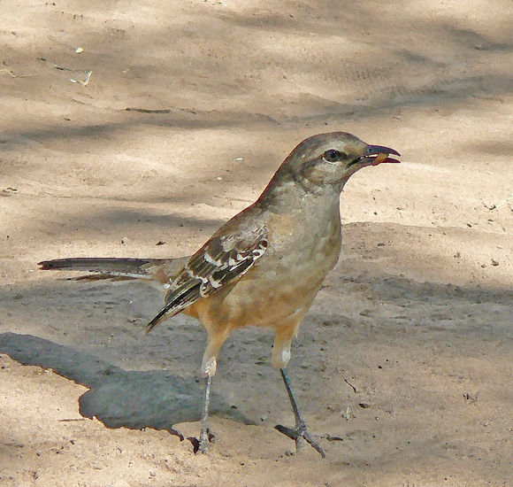 Almorzando Naturaleza Color (Digital)