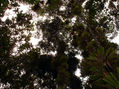 Copas De Árboles y Bromelias