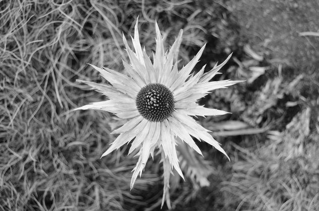 Cardosanto Naturaleza Blanco y Negro (Digital)