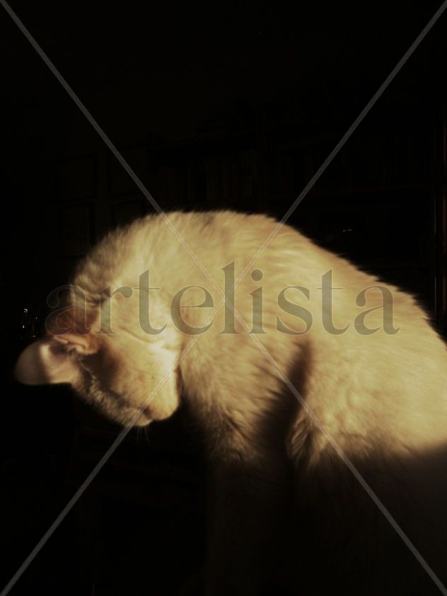 Cual ave fénix, yo, EL GATO LUCAS ...