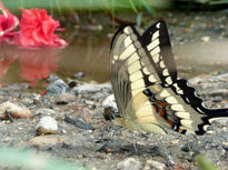 Mariposa alimentandose