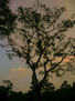 silueta