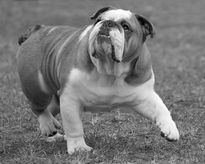 Bulldog