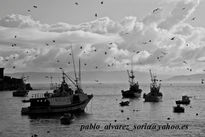 Pesqueros con gaviotas