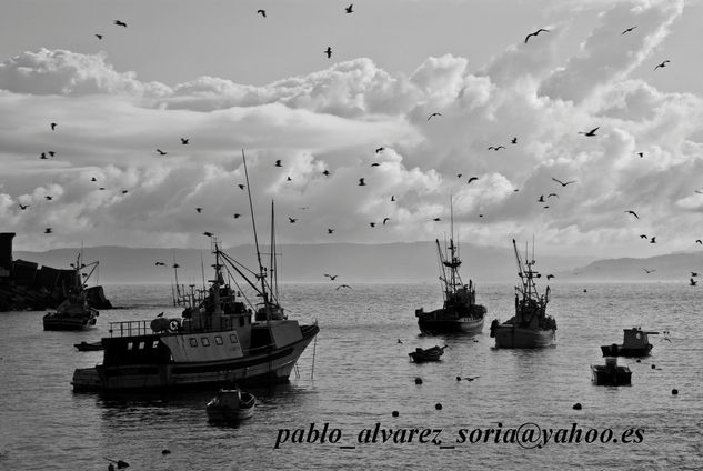 PESQUEROS CON GAVIOTAS 