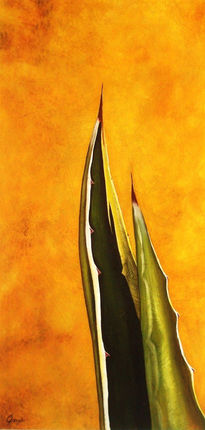 Agave americana II