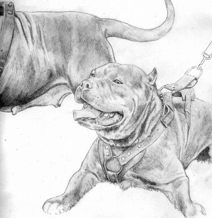 Pitbull 2