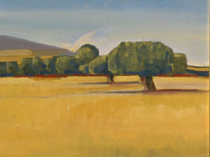 Camp amb arbres