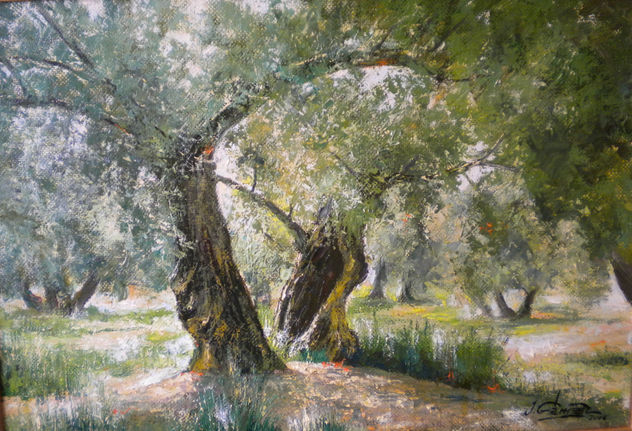 olivo a contraluz